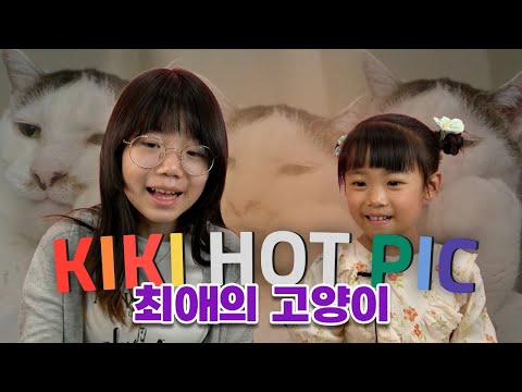 ✨키키핫픽 - 😻 최고의 고양이를 찾아라!