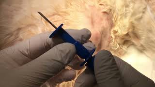 犬の骨髄穿刺　　Bone marrow aspiration in dogs