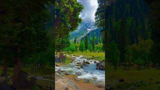 Explore the Untamed Wild: Nature's Beauty #nature #shorts #beatiful