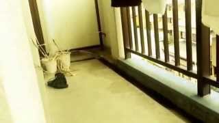 新規オープン【verandaBarEmily】2015.8.11