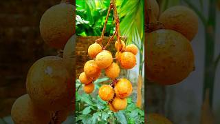 ice fol 🍑 #shorts #food #icefruit
