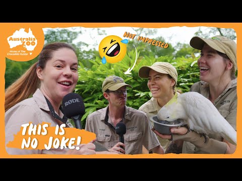 We ran out of ideas...so here's some animal jokes 🤣 | Australia Zoo Life