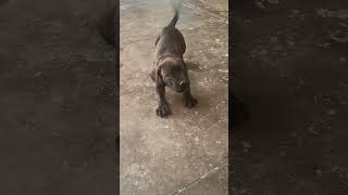 #trendingvideo  canecorso dogs transformation 😍🥰❤💪 #trending #dogslovers #yutubeshorts #viral