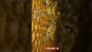 5 Bee Facts in 30 Seconds!