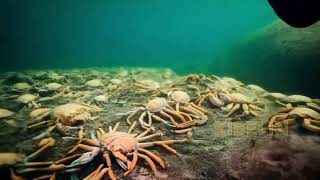 Crab catch #fishing #pacificocean #pacific #deepsea #deepocean #Ai #crab #octopus #Fish