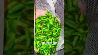 这鱼也太能生了吧#蝶翼斑马鱼 #养鱼日记 #观赏鱼#斑马鱼繁殖
