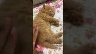 the cutest kitten in the world 💕 #kitten #catshorts #shorts #cutekitty #kittenshorts #cat #animatott