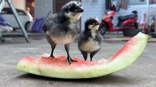 河南高温42度  清凉西瓜🍉 降温消暑！