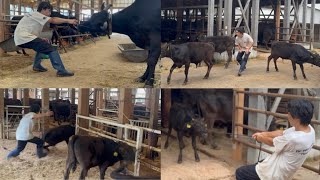 牛の大移動をしました
