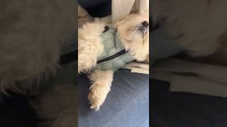 India’s Best Dog Jacket. #shorts #pets #petcare