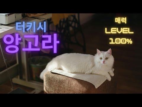 터키시앙고라 너란 고양이 매력있는 냥이