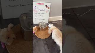 Large PET Fountain - Flash Sale #fok #petfountain #petlife