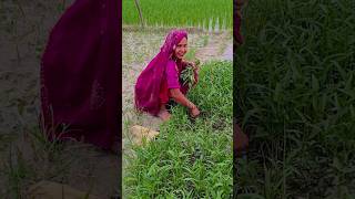 dekh lo varna pachtaoge#1kcreator #fouryourpag #farmingmethod #fouryou #agriculture