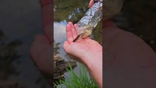 Makeshift trap for catching minnows to use as fishing bait. Or to eat