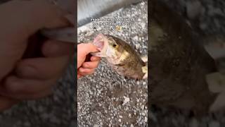 Bro IMAGINE!🤣 #quickcatchandrelease #fish #fishing #viral #short #funny #viralshort #video #fun