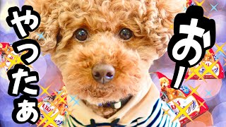 食べ放題 犬のおやつ【名古屋弁でしゃべる犬】【名古屋 おしゃべり トイプードル】