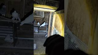 Viral pigeon magically growth video ❤️🕊️#explorepage #birds #pigeon #kabutar #viralvideo