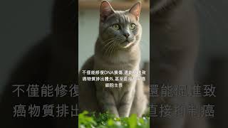 餐盤上的藥物：十字花科蔬菜如何靜默癌細胞生長！#防癌飲食 #十字花科蔬菜 #健康生活 #癌症預防 #營養科學