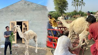 Camel Baby Big Zoo Ponch Gea 😍