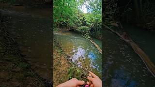 #peche #fishing #truite #trout #leurre #lure #nokill