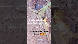 #animalslover #snakelove #shortsviral #foryou
