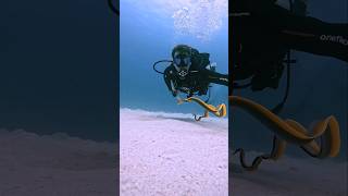 Ribbon Eel #marinelife #eel #teeth #seacreatures #scuba #travel