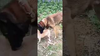 Playing #dog #dogfunny #dogvideo #animals