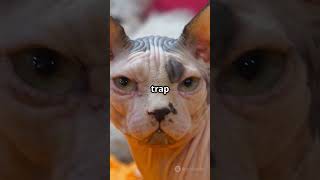 #SphinxCat #CatTrivia #CatLovers #FunnyCats #YouTubeShorts #PetFacts