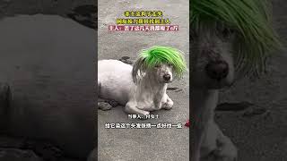 殺馬特狗子走丟，網友接力轉發幫主人找回，大家紛紛感慨：“這造型都能走丟？”主人：“當初做這個造型就是為了防丟”！【真相記】