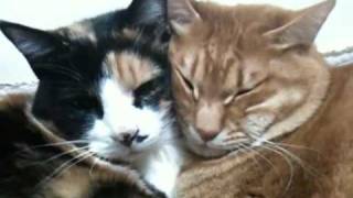 よりそう猫