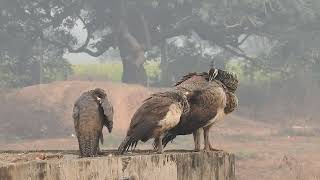 Baby Peacocks With Mother How ? #techearth, #peacock_babies,