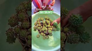 Beginner Succulent Plants: Easy Care Tips to Grow Thriving Succulents | 다육이 | 多肉植物