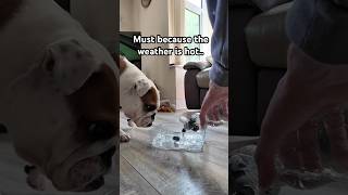 Refreshing blueberry drink for a bulldog in hot weather #englishbulldog #summeronshorts #dogshorts