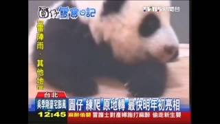 圓仔「練爬」原地轉　最快明年初亮相