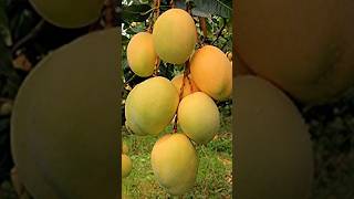 Mango Tree Grafting Proses #mango #grafting #shortly #mangoshort