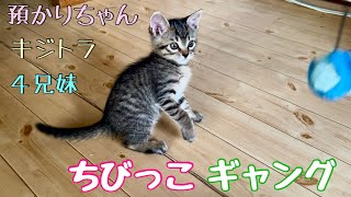 預かりちゃん　キジトラ　４兄妹　ちびっこギャング