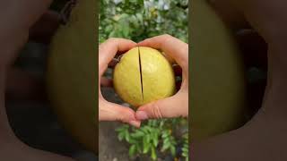 #shortvideo #viralvideo #fruitvideos #fruits #frutas