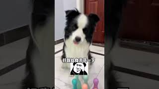 我要举报见见作弊😭#动物#萌宠#宠物#animals#cute#funny#pets