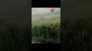 ye kon sa gau hai