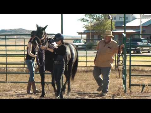 Library Connections - Equine