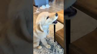 Funny golden retriever. #funny #funnyvideos #funnydog #tiktok #dog #tiktokdogs #foryou #funnymoents