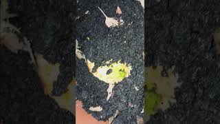 New Video click Link to see!!! "4/17/24 mysteries of the garden "