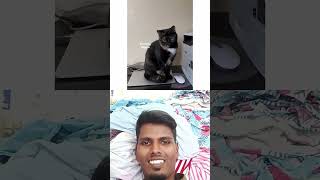 #cat #funny #comedy #petlover #dog #pets #catvideos #dogs #dubbingdappa #shortsfeed