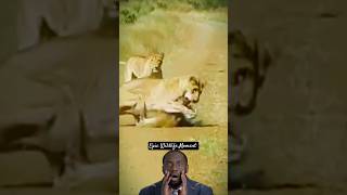 Savage Battles: Warthog Attacked by Lions #epicwildlife #animalvideos