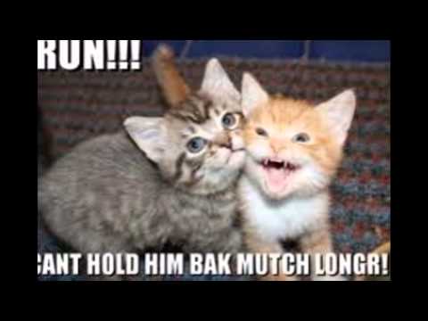 More  lolcats