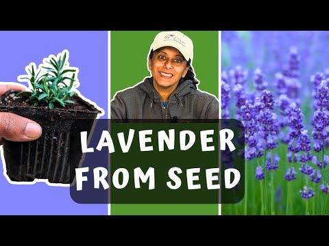 Tips & Tricks To Growing Lavender From Seed  | How To Propagate Lavender