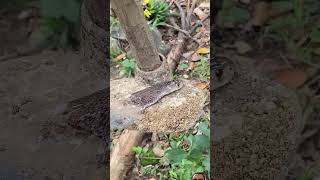 #snake #nature #wildlife #cobra #animals #lifeisbutadream #kingcobra #whowillbemylifepartnerta