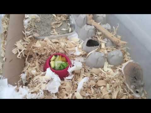 Peanut the Hamster doesn’t want his Salad!