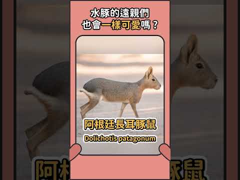 水豚的遠親們也會跟牠一樣可愛嗎🤔 ? #水豚 #動物 #豚鼠 #可愛動物