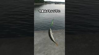 Daisoジグサビキで遊ぼう【100均釣り具】 #ダイソー #アウトドア